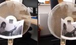 Lustiges Video : Hardcore Rambo-Fan