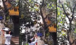 Lustiges Video : Mal nen Snack vom Baum holen
