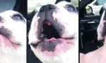 Remix: Der Opera Hund mit Begleitung