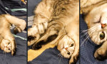 Lustiges Video - Katzen-Yoga