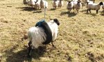 Movie : Schäfchenschaukel