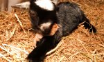 Lustiges Video : Die Baby-Ziege und das Küken