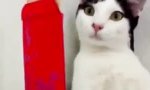 Lustiges Video : Die Zen-Katze