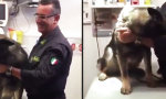 Movie : Taffer italienischer Polizeihund...