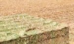 Movie : Die Schlange im Heu