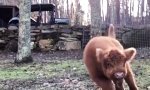 Movie : Glückliches Mini-Rind