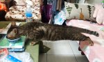 Movie : Kohldampf sticht Komfort