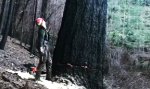 Movie : Ein “kleines” Bäumchen umhaun