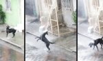 Movie : Gute Laune im Regen