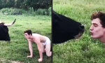 Funny Video : Bullenküsschen