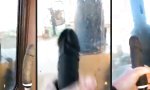 Lustiges Video - Und jetzt an die Arbeit!