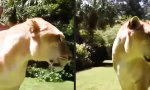 Funny Video : Mächtiger Löwen-Tiger