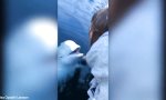 Beluga-Wal bringt Handy aus der Tiefe zurück