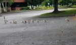 Lustiges Video - Ein Entchen unter Gänsen