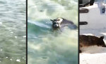 Movie : Waschbär schwimmt die Extra-Meile