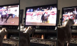 Funny Video : Rodeo Rex