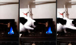 Komische Katze