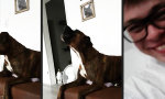 Lustiges Video - Sirene im Wohnzimmer