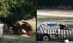 Lustiges Video - Nashorn will doch nur spielen...
