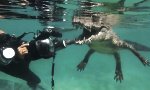 Planschen mit dem Salzwasser-Krokodil