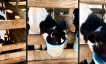 Movie : Gib mir die MILCH!