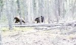 Territoriales Geplänkel aus nächster Nähe