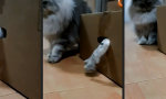 Funny Video - Lebenszeichen von Schrödingers Katze