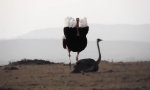 Lustiges Video : Ostrich Mating Dance