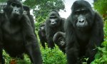 Funny Video : Skeptische Gorilla-Bande