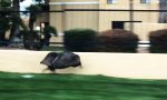 Lustiges Video : Speed-Schwein