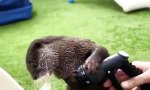 So hält man Otter auf Trab