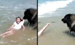 Funny Video : Ok, das sieht mir zu riskant aus!