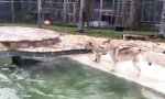 Wolf, Löwe und Bär spielten einmal im Pool...