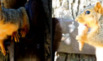 Lustiges Video - Eishörnchen für’s Eichhörnchen