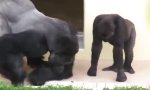 Movie : Gorillas sind auch nur Menschen