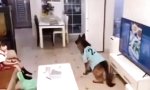 Funny Video - Achtung, dein Vadder kommt!