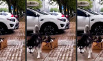 Movie : Ein Schlittenhund tut, was ein Schlittenhund tun muss