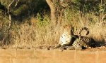 Lustiges Video - Leopard im Pilzrausch