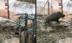 Lustiges Video - Wildschwein hat die Nase voll