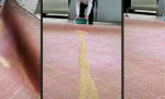 Lustiges Video : Professioneller Teppich-Reiniger
