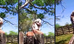 Lustiges Video - Komischer Vogel