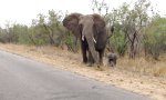 Lustiges Video : Mama bringt Baby-Elefant auf Kurs