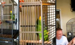Lustiges Video : Gezwitscher auf der Treppe zum Himmel