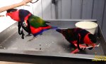 Funny Video : Rockin´ Birds