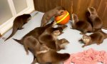 Funny Video : Neues von den Harlem Globe Otters
