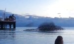 Lustiges Video : Gefiedertes Hovercraft gesichtet