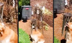 Funny Video : Der Hund und das Klangspiel