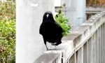 Lustiges Video : Neulich auf dem Crow Walk