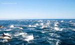 Lustiges Video : DanaPoint Ocean Stampede 2021