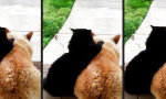 Schmusen auf der Veranda